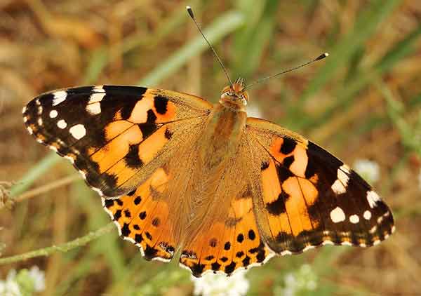 Painted Lady Butterfly Photos