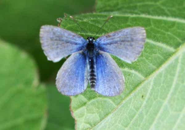 Palos Verdes Blue Butterfly Photos