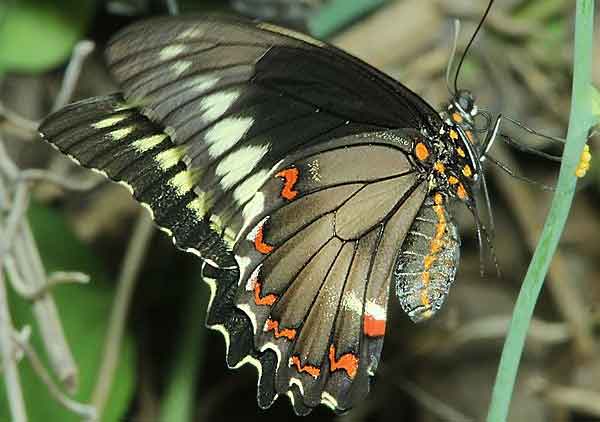 Polydamus Swallowtail Butterfly Photos