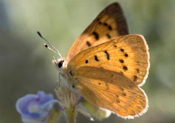 Purplish Copper Butterfly Photos