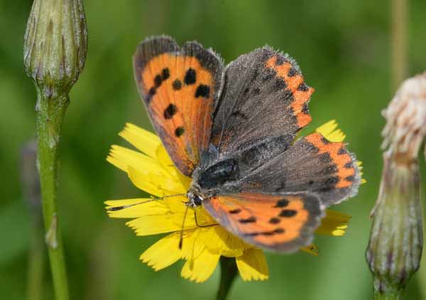 Small Copper Butterfly Photos