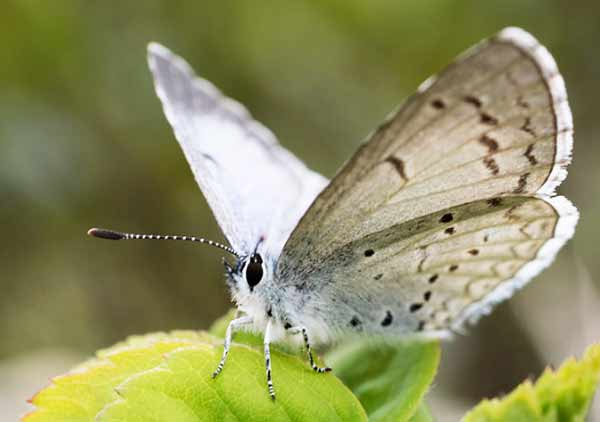 Spring Azure Butterfly Photos