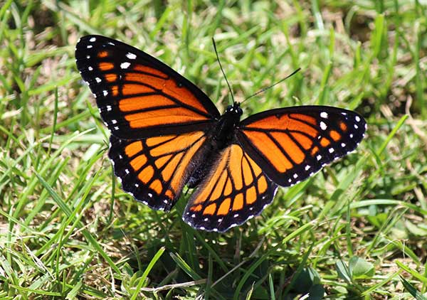 Viceroy Butterfly Photos