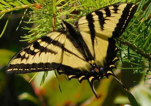 Western Tifer Swallowtail Butterfly Photos