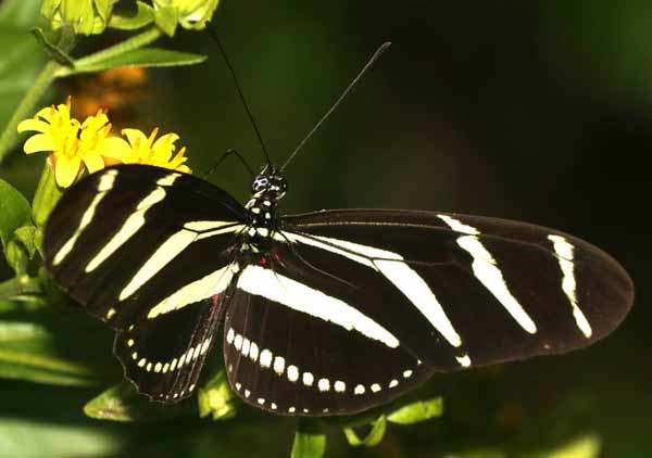 Zebra Longwing Butterfly Photos