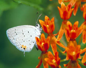 Butterfly Gardening