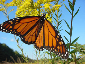 Gardening for Monarch Butterflies