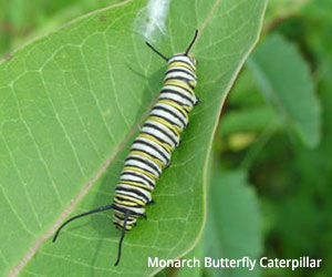 butterfly life cycle caterpillar