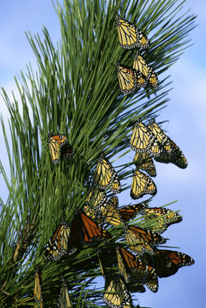 butterfly migration lesson plan