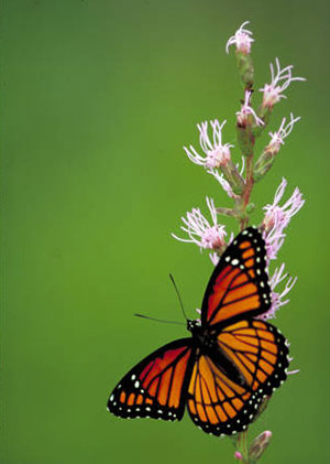 Butterfly Identification Tools