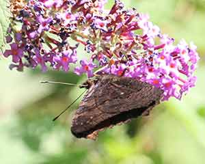 Butterfly Bush