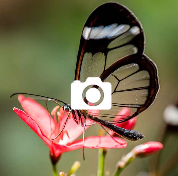 Butterfly Photo Gallery