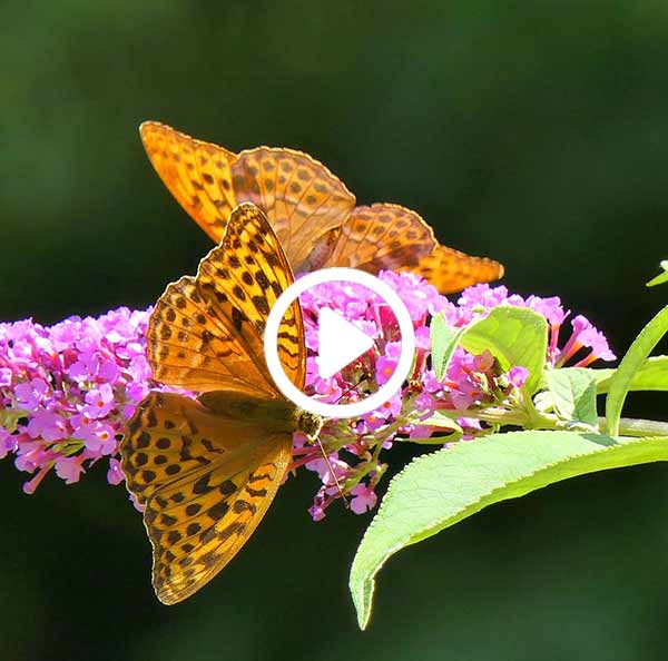 Butterfly Videos