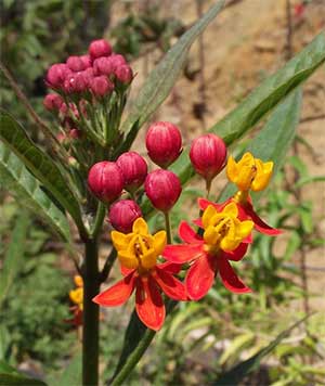 butterfly weed