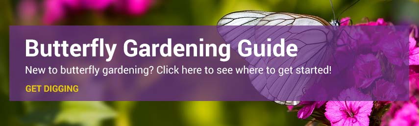 Butterfly Gardening Guide