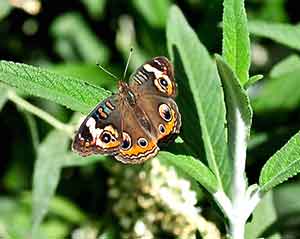 Herb Gardens for Butterflies