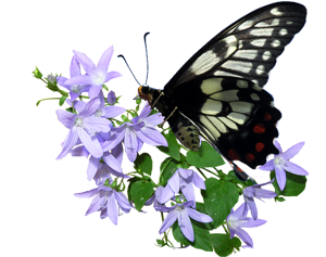 Butterfly Gardening Guide