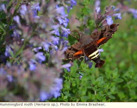 hummingbird moth