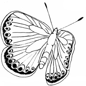 caterpillar and butterfly coloring page