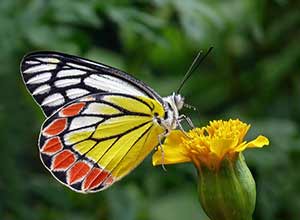 Marigolds for Butterflies