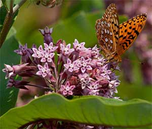 Milkweed Plant Care