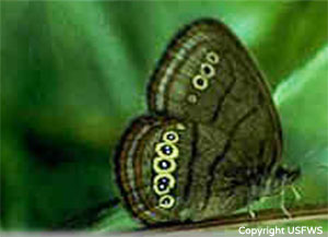Mitchell's Satyr Butterfly