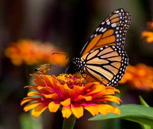 Monarch butterfly and bee on marigold