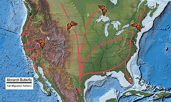 Map of monarch migration