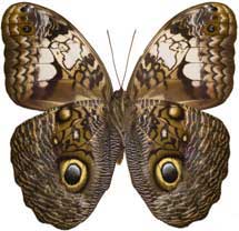 the owl butterfly