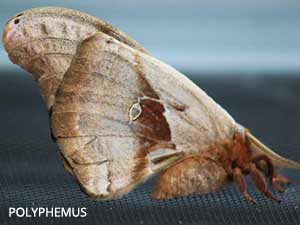 Polyphemus Moth