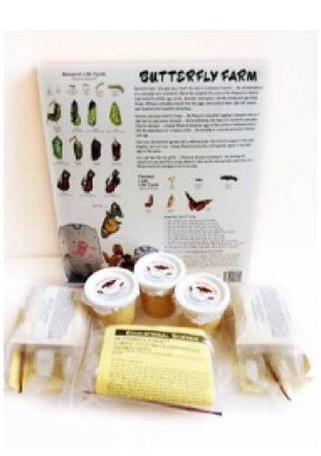 Live Butterfly Kit from Educational Science