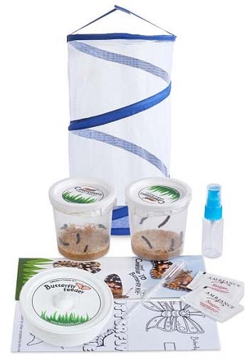 Live Butterfly Kit from Nature Gift Store, 10 caterpillars