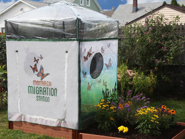 Backyard Butterfly Migration Station