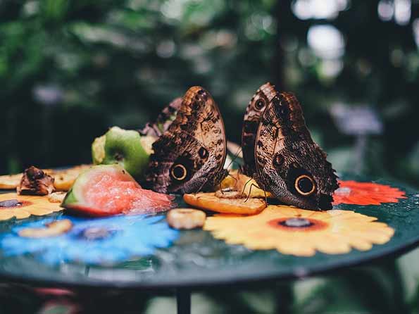 Butterfly Farming as a Sustainable Resource