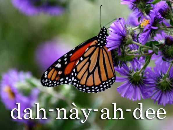 Butterfly Name Pronunciation