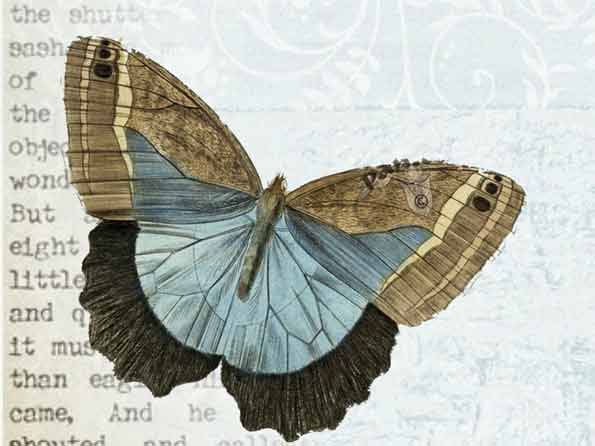 Butterfly Quotes