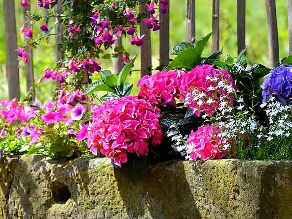 Create a Butterfly Container Garden