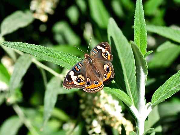 Butterfly Herb Garden