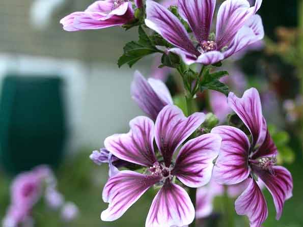 Butterfly Plants for Sunny Gardens