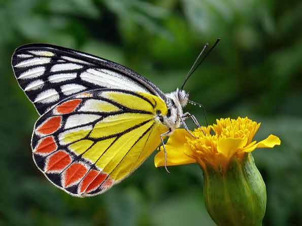 Marigolds for Butterflies