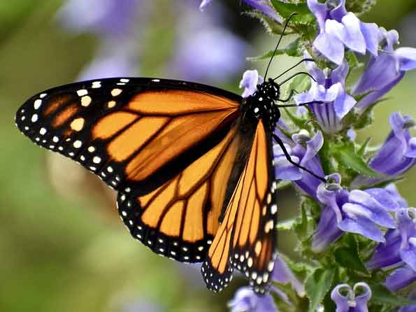 Turn Your Backyard into a Butterfly Habitat