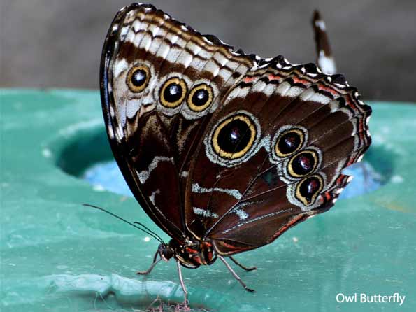 Butterfly Name Pronunciation