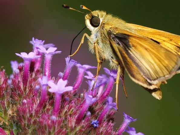 Phlox for Butterflies and Moths