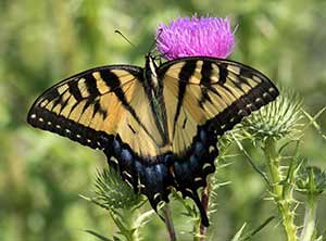 Farfalla Tiger Swallowtail